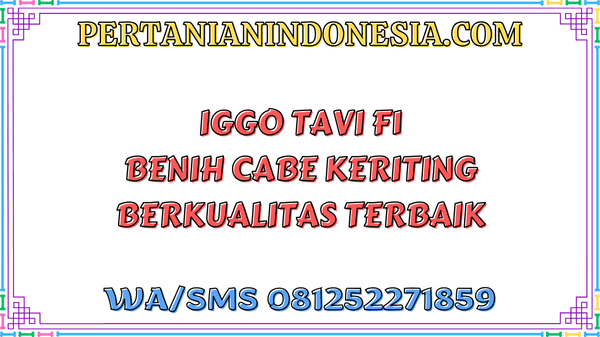 Iggo Tavi F1 Benih Cabe Keriting Berkualitas Terbaik
